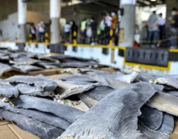 Descubren en Hong Kong un alijo récord de aletas tiburón por etiquetas en español