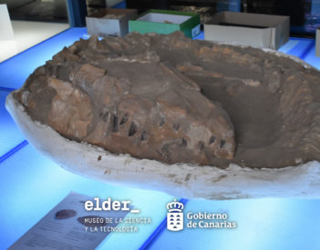 Patrimonio Cultural cede al Museo Elder un fósil de Mosasaurus, un dinosaurio de más de 65 millones de años